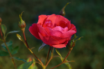 upload_2015-10-12_12-31-16.png