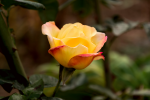 upload_2015-11-3_17-44-48.png