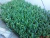 DSC00729.jpg