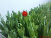 DSC00742.jpg