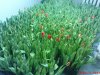 DSC00750.jpg