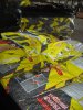 DSC01519.jpg