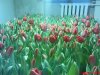 DSC00760.jpg