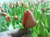 DSC00781.jpg