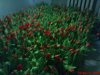 DSC00783.jpg