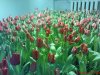 DSC00796.jpg