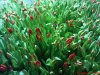 DSC00805.jpg