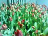 DSC00809.jpg