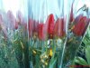 DSC00811.jpg