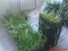 DSC00827.jpg