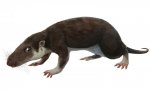 Morganucodon.jpg