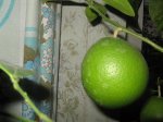 IMG_2043.jpg