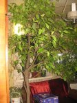 IMG_2274.jpg