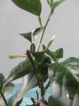 IMG_0397.jpg