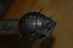 DSC_8809.JPG
