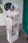 DSC_0541.JPG