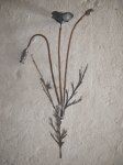 DSCN1833.JPG