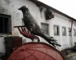 IMG0025A.jpg