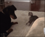 кітпес.gif