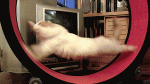 1443948568-2a92c463e4ee0b39f74be1dea7c79861.gif
