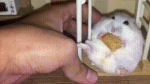 144.gif