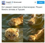 кот.jpg