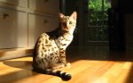 Cute-Cats-092.jpg