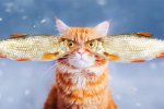 ryzhiy-kot-fotograf-Kristina-Makeeva_1.jpg