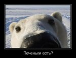 Медведь.jpg