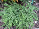 Adiantum pedatum Imbricatum.jpg