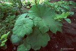 astilboides_tabularis.jpg