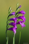gladiolus_imbricatus_2.jpg