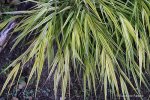 Hakonechloa_macra_Aureola.jpg
