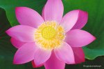 nelumbo_first_lady.jpg