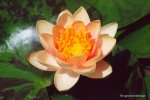 nymphaea_aurora.jpg