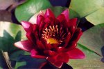 nymphaea_black_princess.jpg