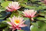 nymphaea_colorado_kwiaty2.jpg