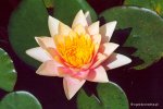 nymphaea_paul_hariot.jpg