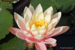 nymphaea_perrys_orange_sunset.jpg