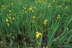 iris_pseudacorus.jpg