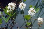 menyanthes_trifoliata.jpg