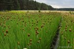 typha_minima.jpg