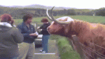 1453370949-b98570ba51b00dc1899553dd3efe2bb8.gif
