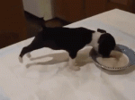 1448554682-a67e03d641ca58397d36a93b587f608a.gif