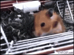 1378048042-b7472fcdae3514a183898e0511e51928.jpeg.gif
