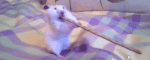 1459092121-bd0dd593ee4404fc4fb6e96b316a052c.gif