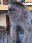 1454372547-b938087aee0e5d02262183ac67cb18f2.gif