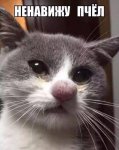 image.jpeg