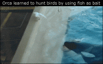 1457014789-88bcf7ec6aa932685058c7276581bc79.gif