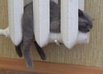 unexpectedcats09.jpg
